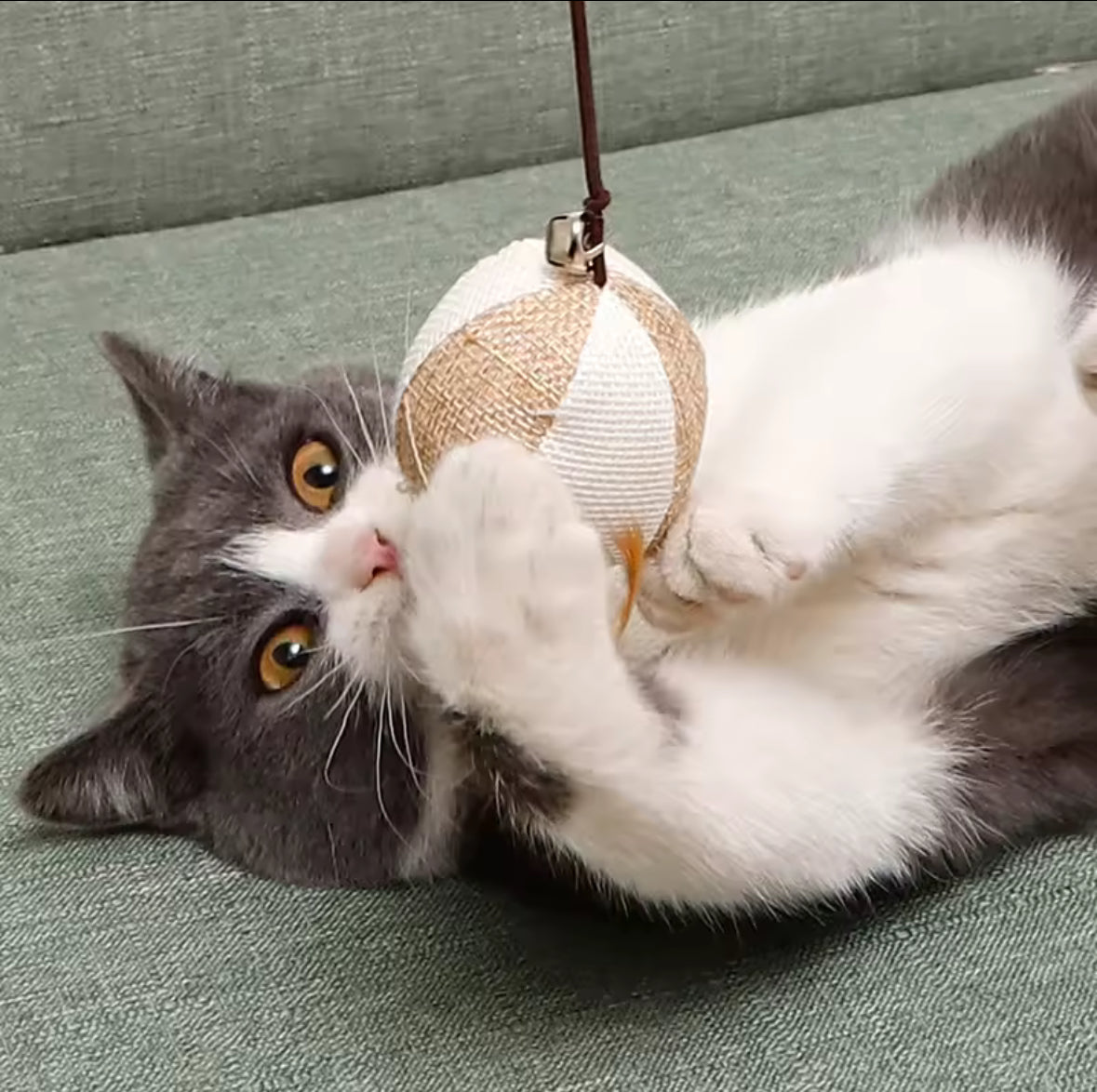 Kitten Rod Toys